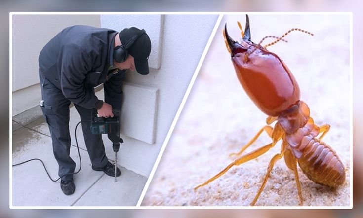 Termite Treatment Services