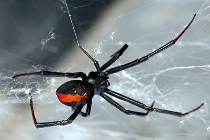 Spider Control in IMT Manesar