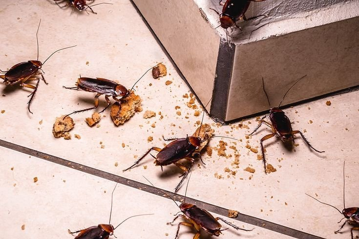 cockroach control
