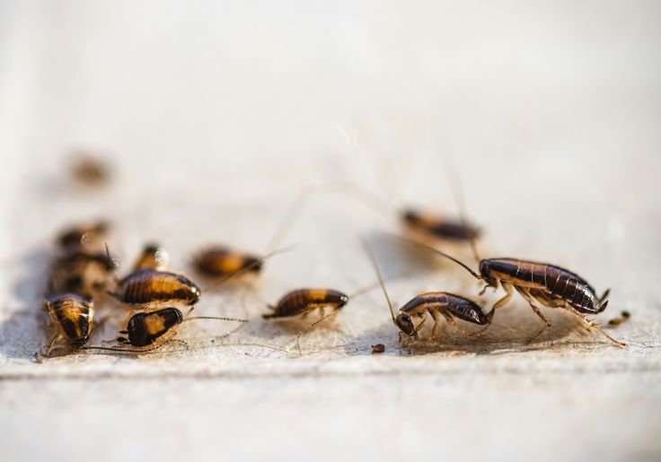 Cockroach Control in IMT Manesar